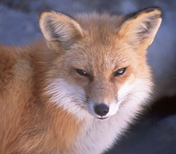 fox2.jpg (14389 bytes)